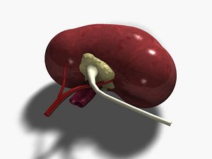 human kidney 3d 3ds