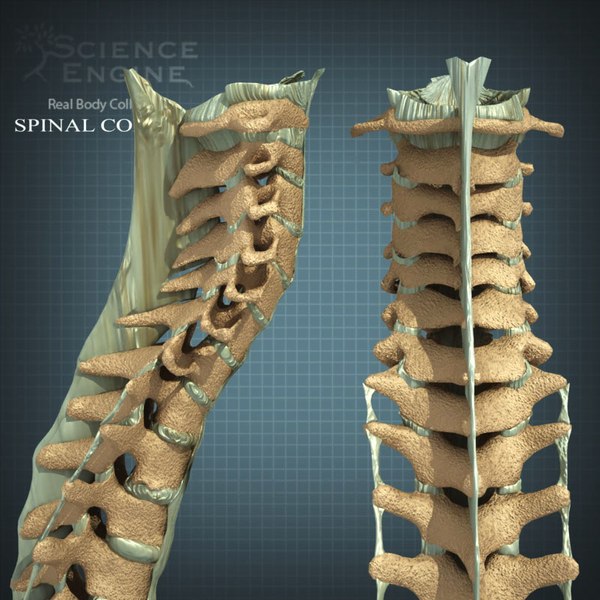 human rib cage 3d model