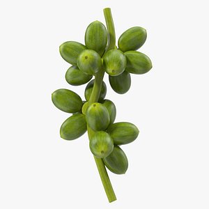 Green Coffe Bean Bunch