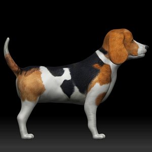 fully rigged low poly Beagle model