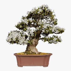 3D Satsuki Azalea Large White Rhododendron Indicum Bonsai Tree Remastered model