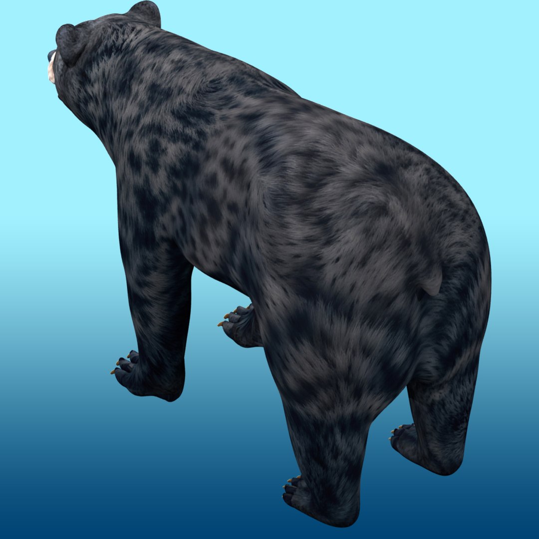 Black Bear Rig Model - TurboSquid 2318265