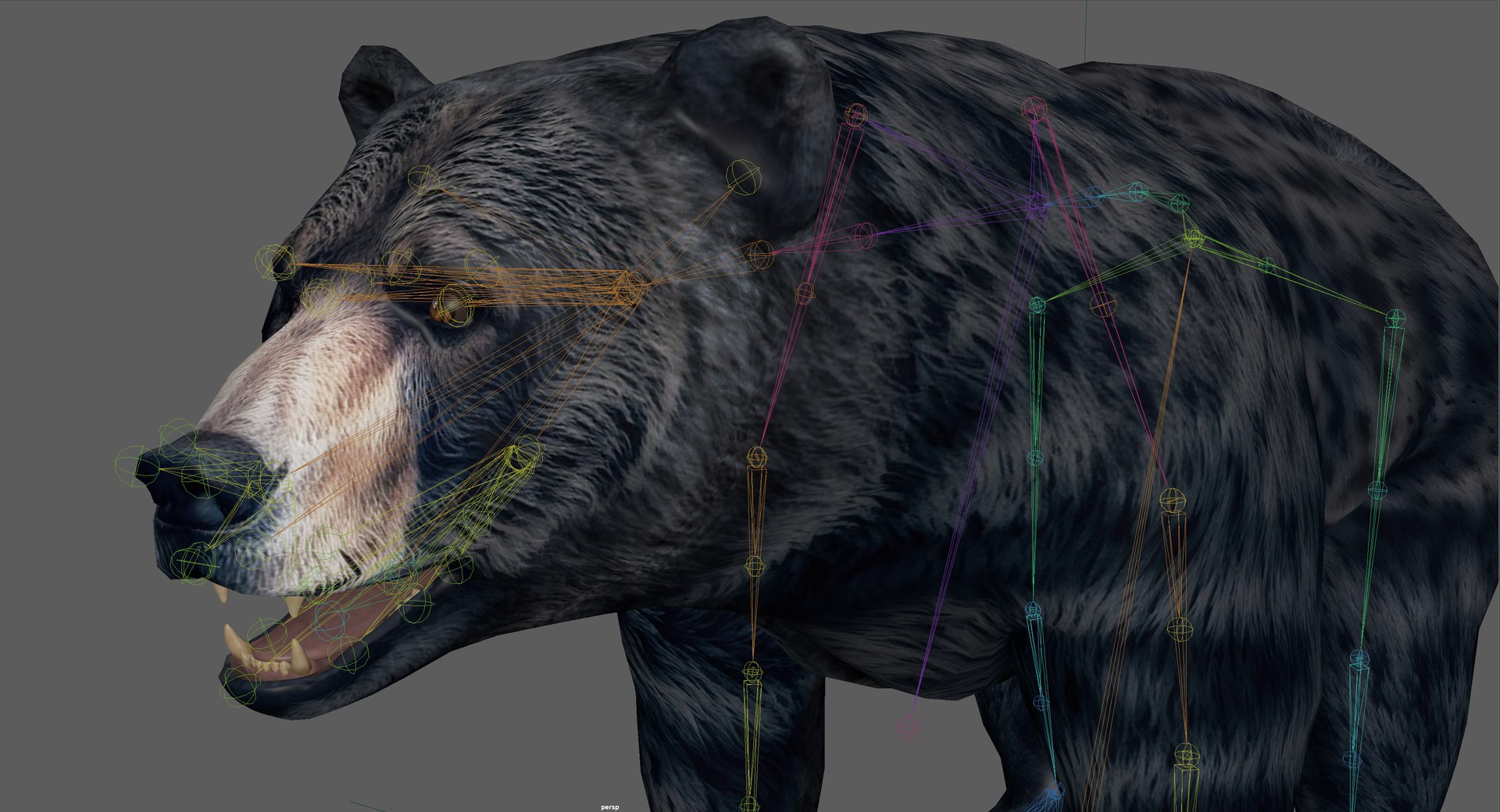 Black Bear Rig Model - TurboSquid 2318265