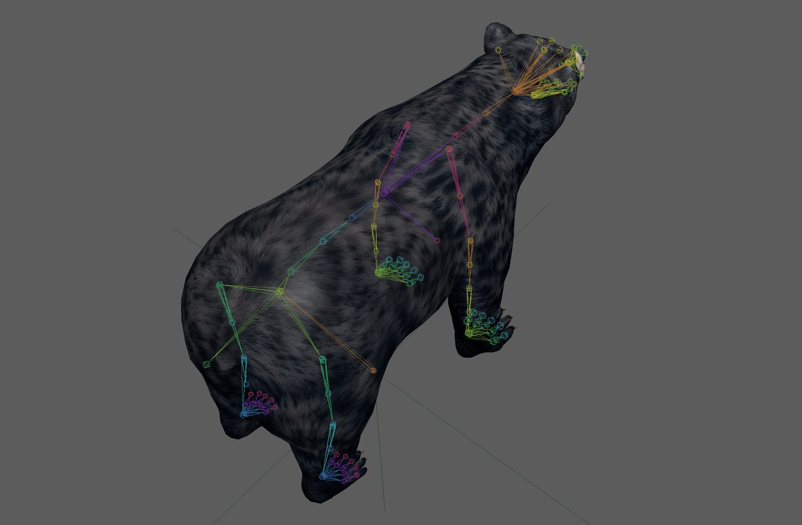 Black Bear Rig Model - TurboSquid 2318265
