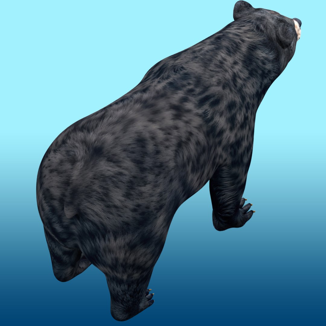 Black Bear Rig Model - TurboSquid 2318265