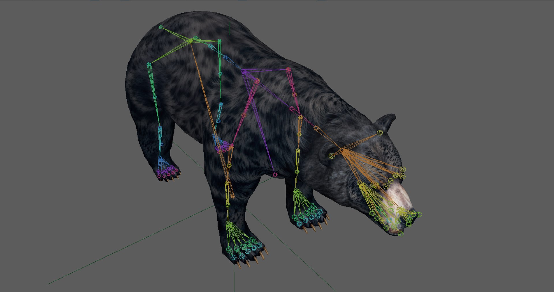 Black Bear Rig Model - TurboSquid 2318265