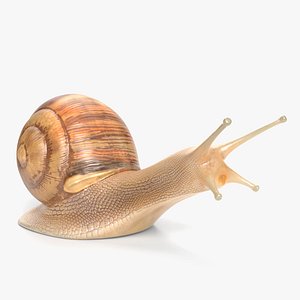 snail nature animal 3D model