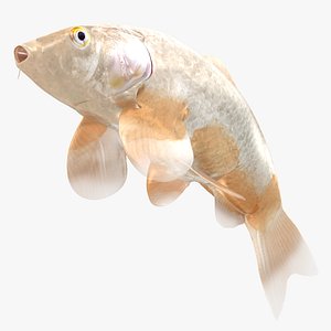 Japanese Carp Fish Rigged L1759 3D