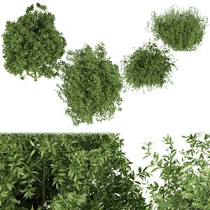 Collection plant vol 226 3D model