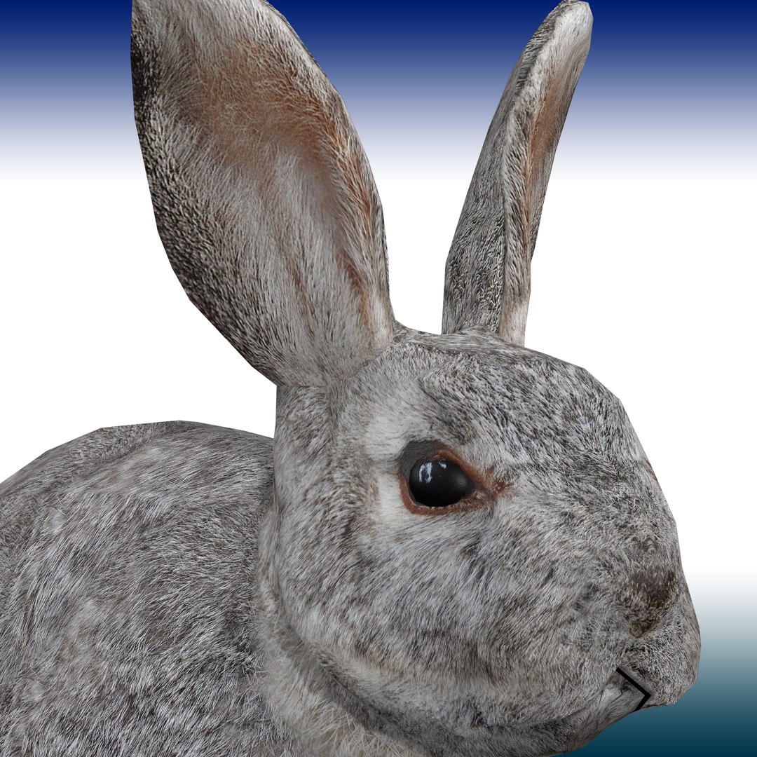 3D Model Rabbit Rigged - TurboSquid 1908529