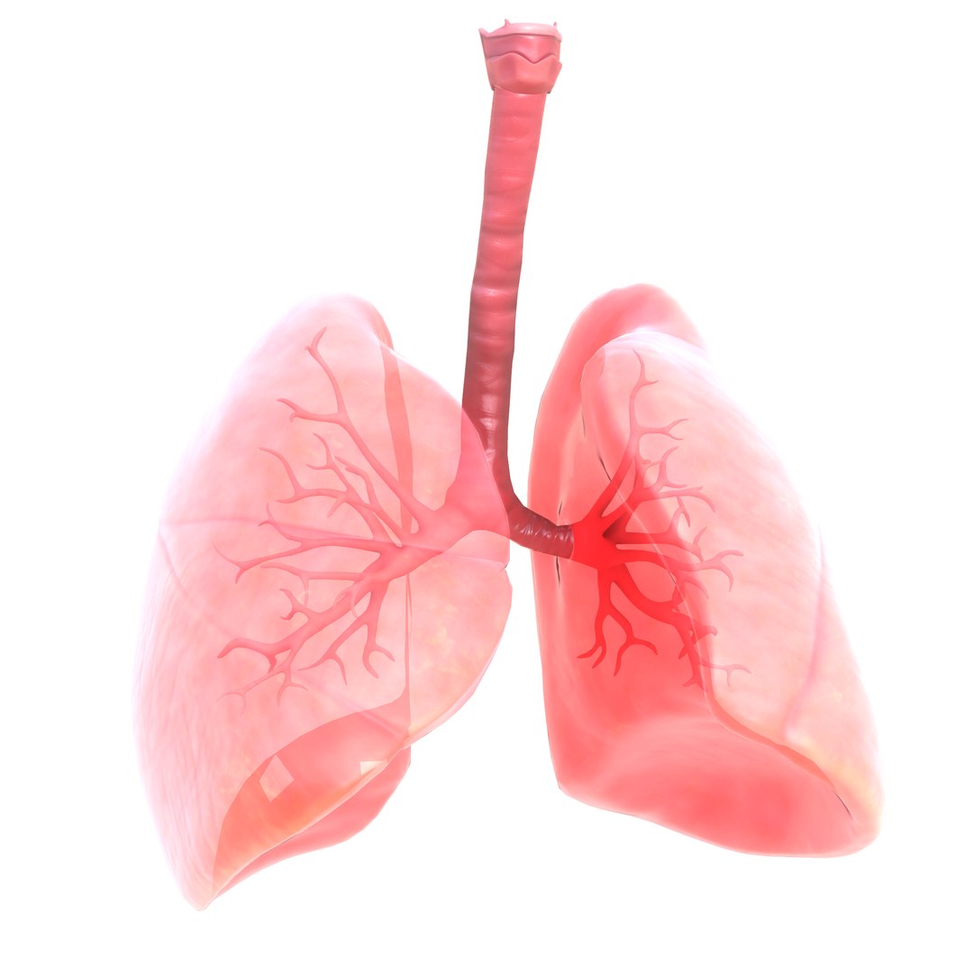 Animation Human Lungs 3D - TurboSquid 1651477