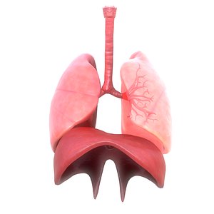 animation human lungs 3D