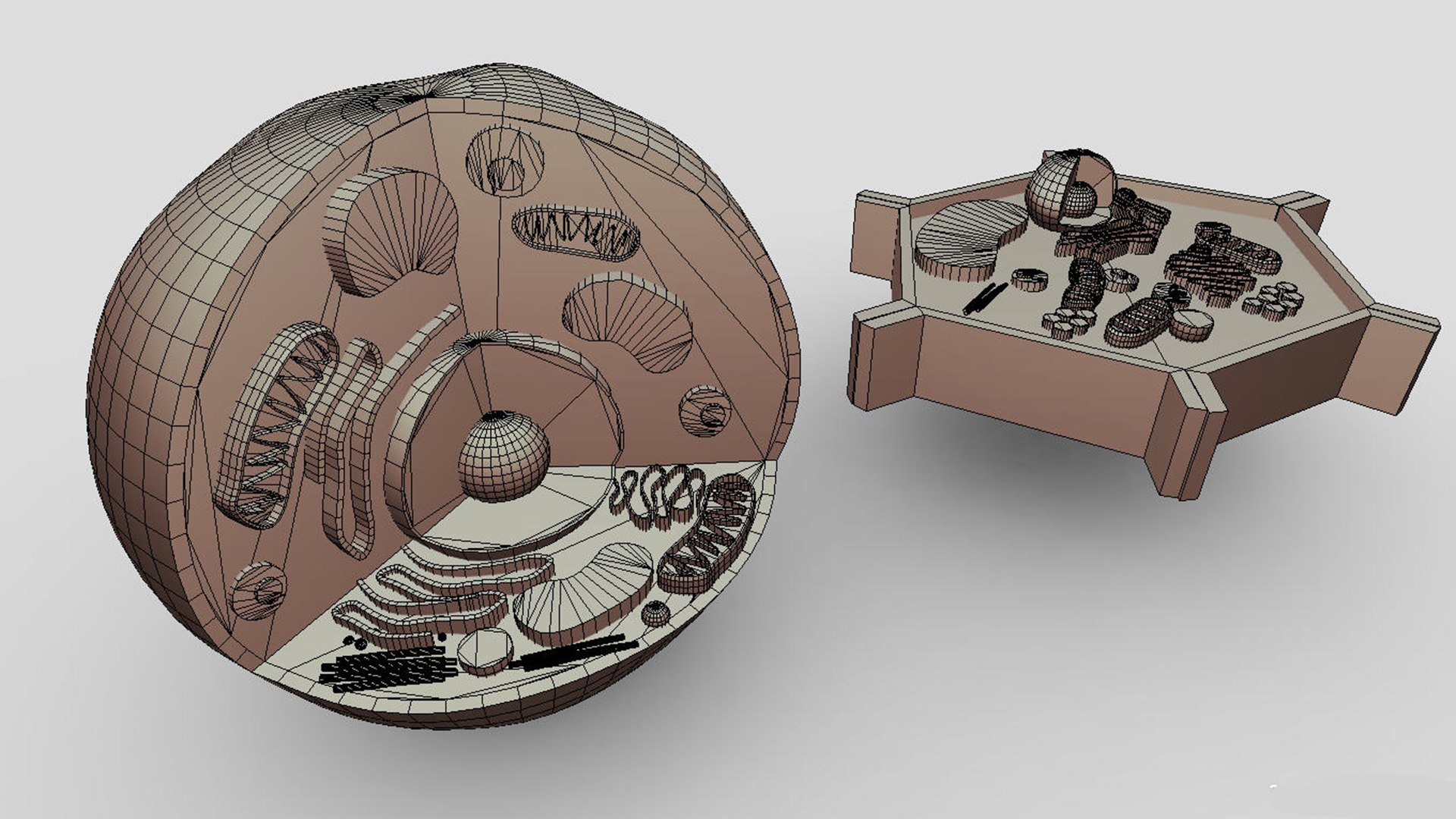 Animal And Plant Cell 3D Model - TurboSquid 2131300