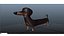 Cute Dog character - Dachshund