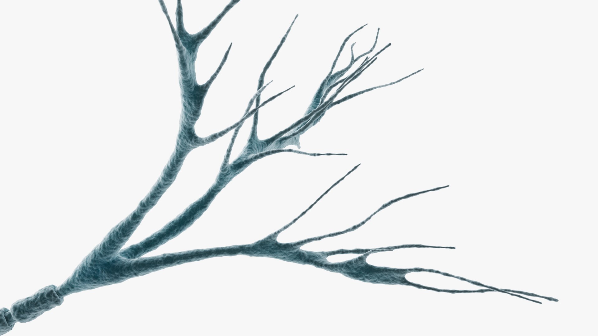 3D Neuron Multipolar model https://p.turbosquid.com/ts-thumb/Du/W7mEOt/AQ/closeup_cam_002/jpg/1716924901/1920x1080/fit_q87/f8248555c3348c79afdca3f2ee9f1b84b07933ad/closeup_cam_002.jpg