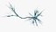 Neuron Multipolar
