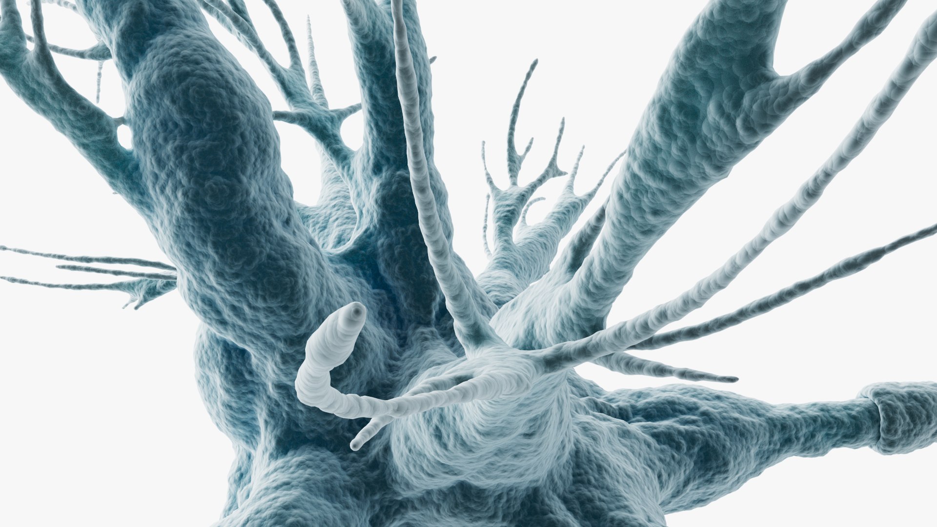 3D Neuron Multipolar model https://p.turbosquid.com/ts-thumb/Du/W7mEOt/bx/closeup_cam_003/jpg/1716924904/1920x1080/fit_q87/9eef8df69b2dbbb7f161397edc46a7c00fe69e55/closeup_cam_003.jpg