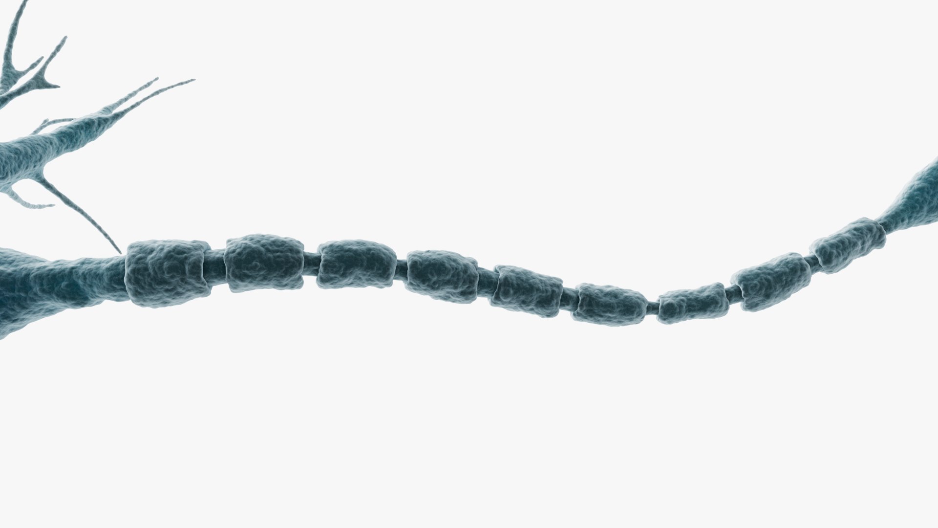 3D Neuron Multipolar model https://p.turbosquid.com/ts-thumb/Du/W7mEOt/ld/closeup_cam_001/jpg/1716924899/1920x1080/fit_q87/86e41e179e4a9fd6316ff1f4b3f614e49e0fe3f8/closeup_cam_001.jpg