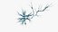 Neuron Multipolar