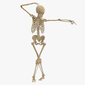 3D model Real Human Female Skeleton Pose 99(1)