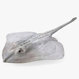 3D Bathyraja Lindbergi White