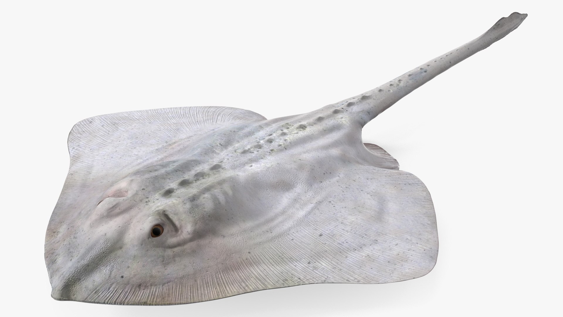 Bathyraja Lindbergi White 3D model preview