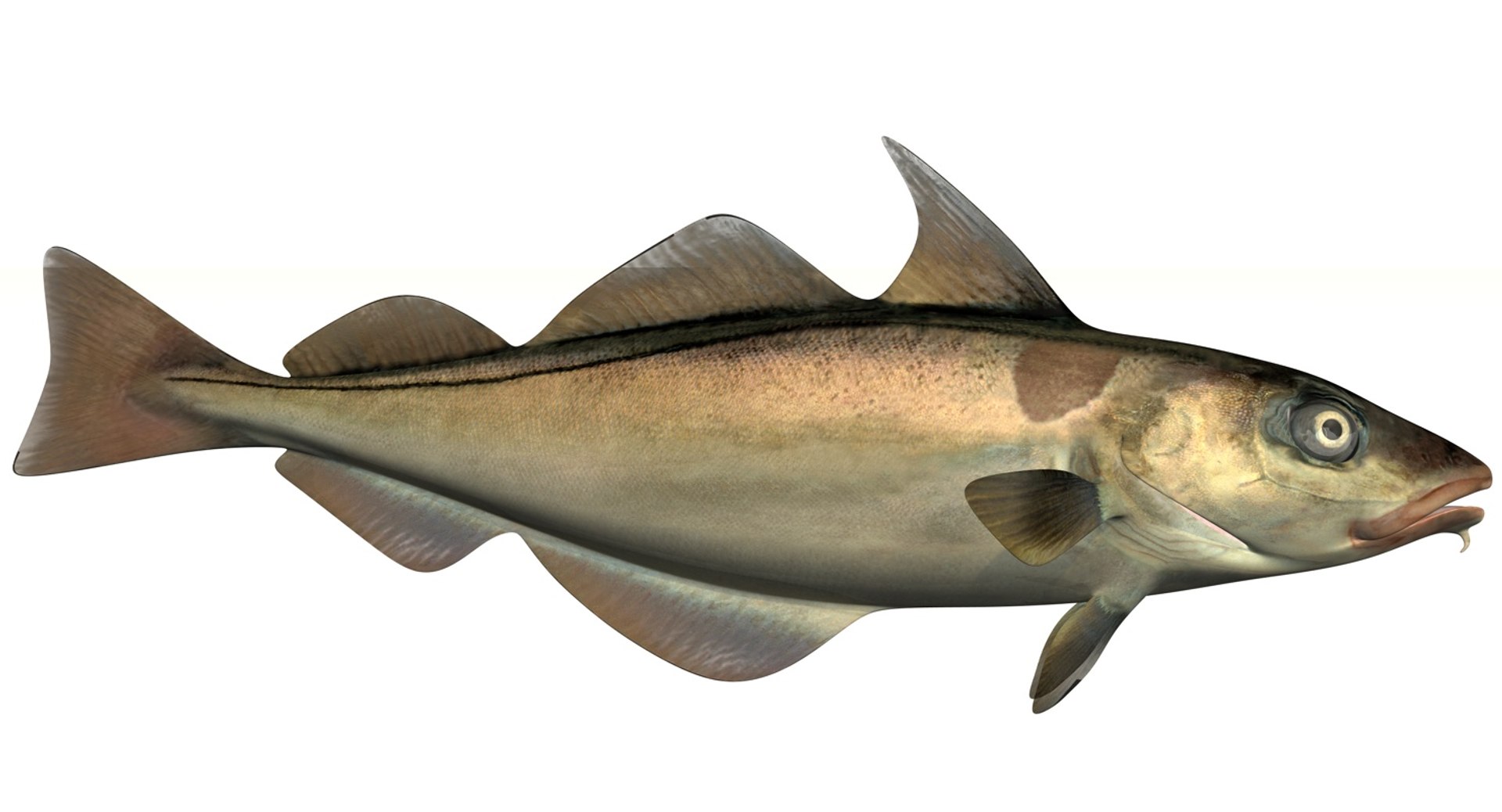 3D Model Realistic Haddock - TurboSquid 1150067