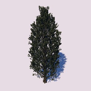 cypress oak tree 3D