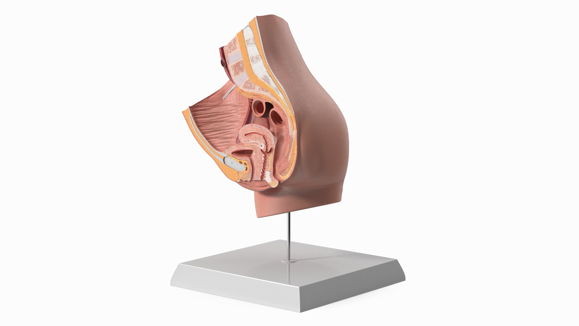 High-Detail Female Pelvic Cross Section Model with Stand 3D model https://p.turbosquid.com/ts-thumb/Du/qc5Vg7/2X/highdetail_female_pelvic_cross_section_model_with_stand_360/jpg/1756839532/1920x1080/turn_fit_q99/4458c3b026edcd77f0bf03e2dca09578104f42fb/highdetail_female_pelvic_cross_section_model_with_stand_360-1.jpg