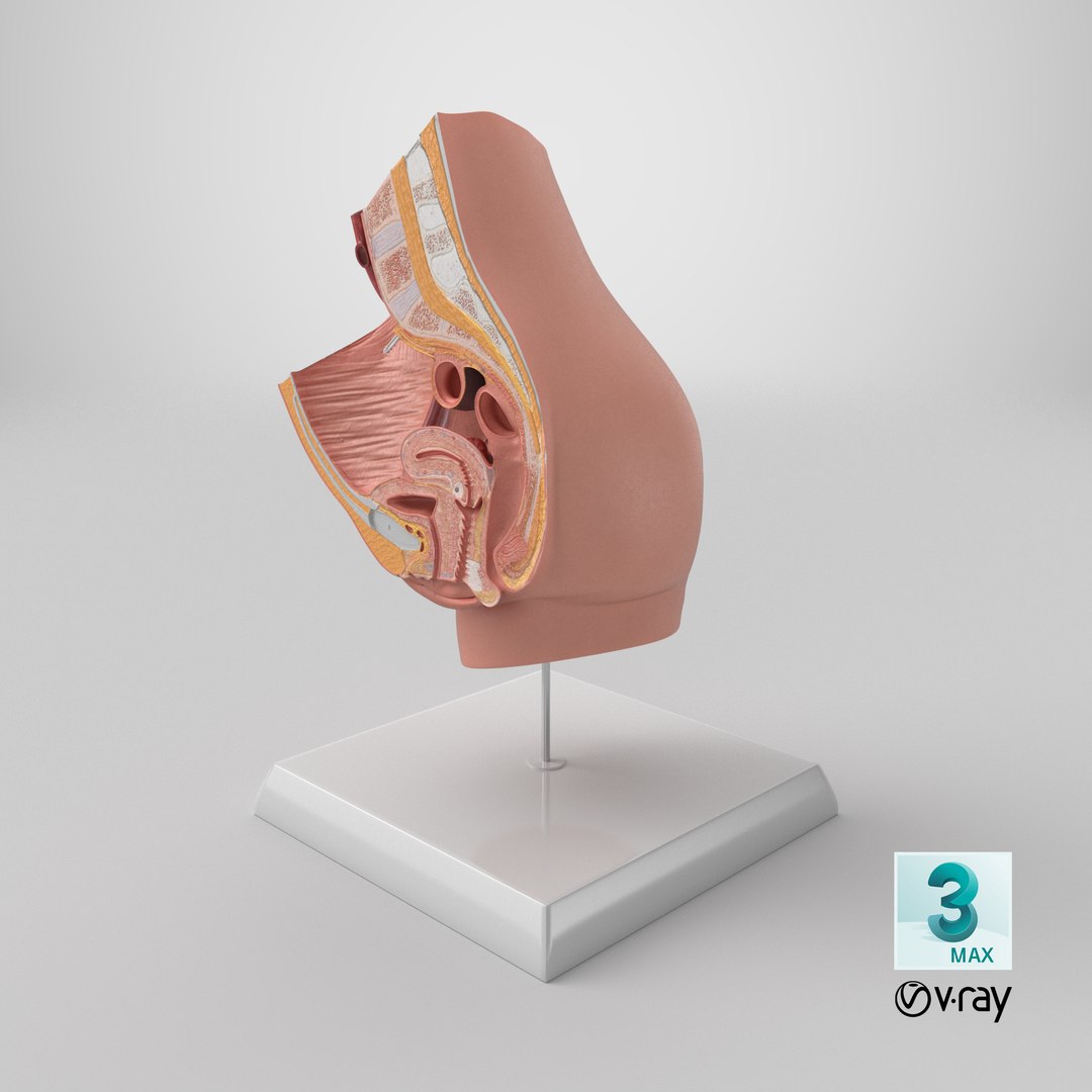High-Detail Female Pelvic Cross Section Model with Stand 3D model https://p.turbosquid.com/ts-thumb/Du/qc5Vg7/3p/stemcell_max_vray_render/png/1756933979/1920x1080/fit_q87/0d8d679c2b2140c0546f37ab75620b52bb602832/stemcell_max_vray_render.jpg