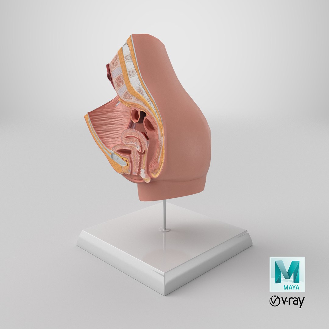 High-Detail Female Pelvic Cross Section Model with Stand 3D model https://p.turbosquid.com/ts-thumb/Du/qc5Vg7/69/stemcell_maya_vray_render/png/1756933969/1920x1080/fit_q87/269c56e56c903df469cc8401c964fbb4ce8591dc/stemcell_maya_vray_render.jpg