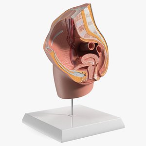 High-Detail Female Pelvic Cross Section Model with Stand 3D model