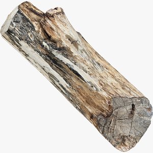3D Tree trunk 3d scan model