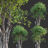 Ficus subpisocarpa - Ficus pisocarpa Blume
