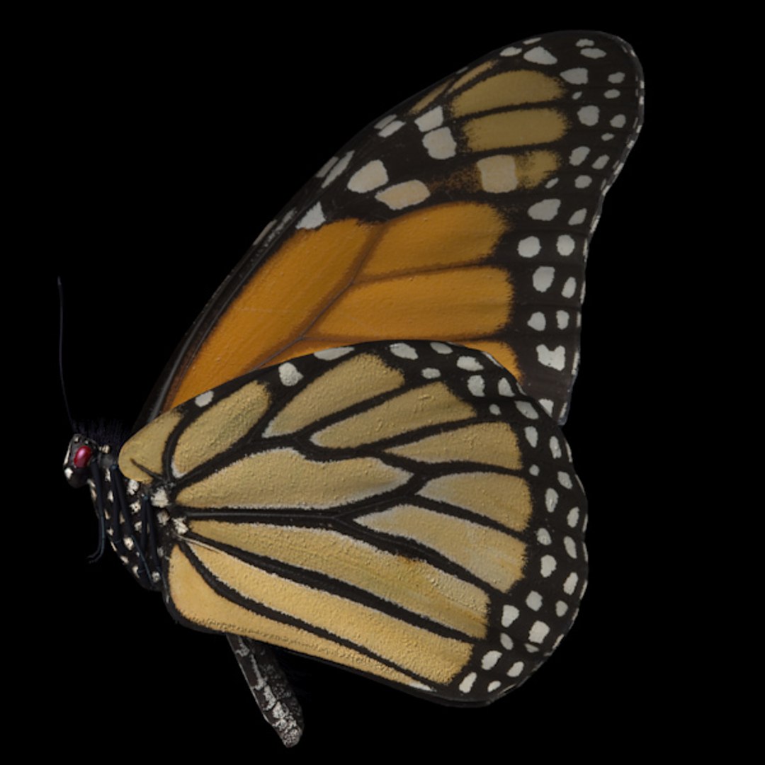3d monarch butterfly model https://p.turbosquid.com/ts-thumb/Dv/GNfYlv/FmSPURkM/monarch_side/jpg/1312867063/1920x1080/fit_q87/3de9c709ebaa55a94eb0dde69e0de88d141e7ab9/monarch_side.jpg