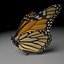 3d monarch butterfly model