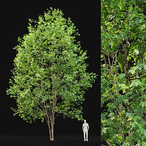 tree saccharinum 12m 3D