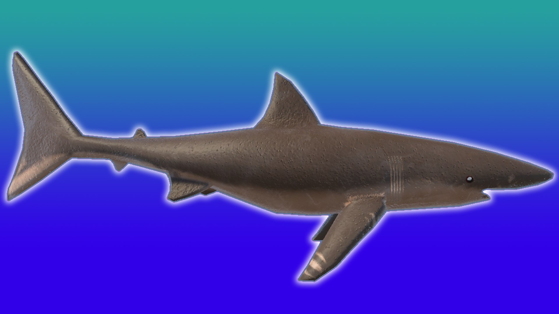 3D RiggedAnimated Shark Lowpoly - TurboSquid 2258346