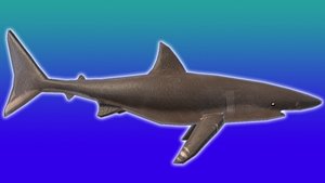 3D RiggedAnimated Shark Lowpoly