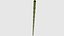Baboo Bo Staff