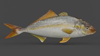 Fish Amberjack
