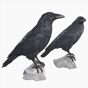 3D Raven model