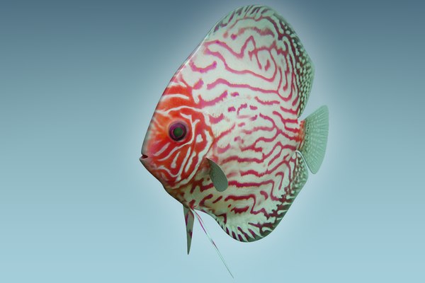 Discus fish 6 model - TurboSquid 1208892