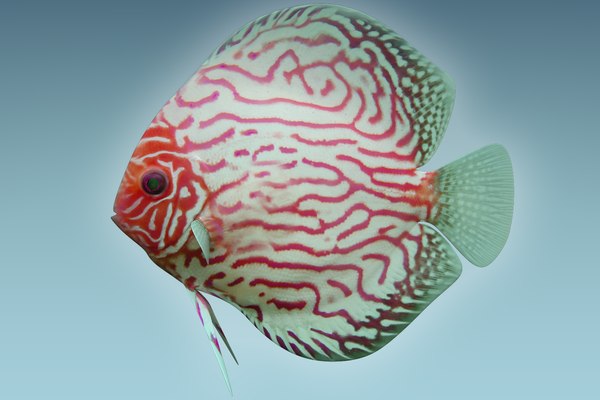 Discus fish 6 model - TurboSquid 1208892