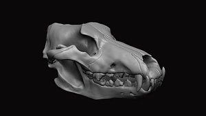 Wolf Skull 3D