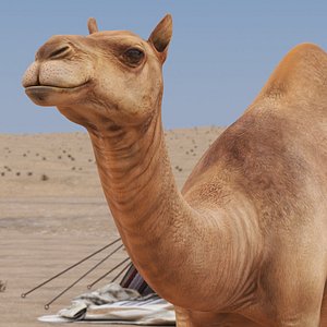 Dromedary Camel Rigged