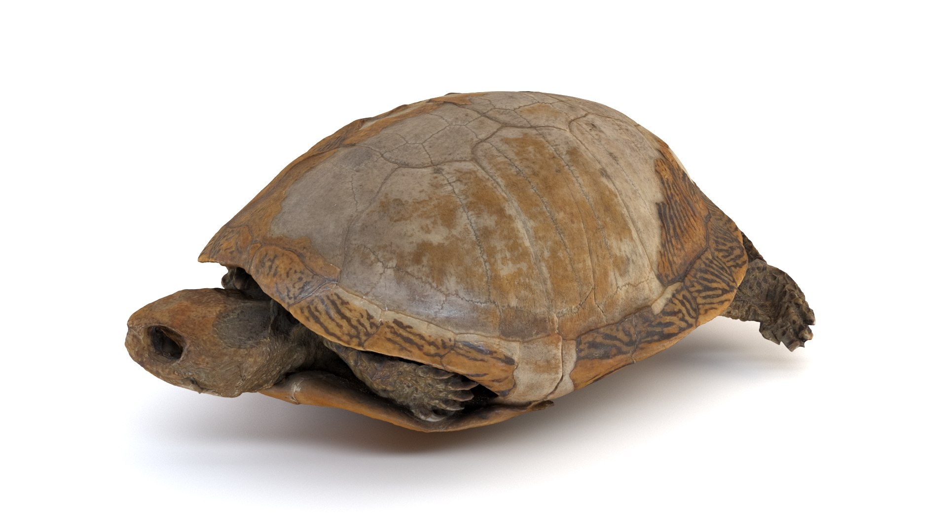 Photogrammetry preserved turtle 3D model - TurboSquid 1632943