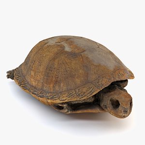 Preserved Turtle
