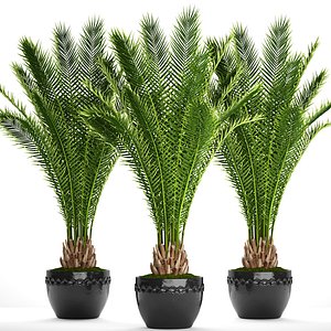 3D date palm