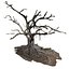 big tree old ficus 3D model